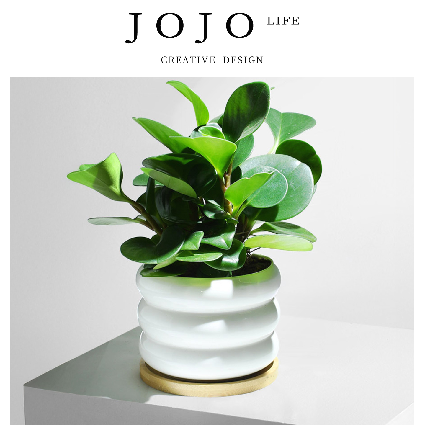 JOJO'SLIFEPD琴叶榕小盆栽植物