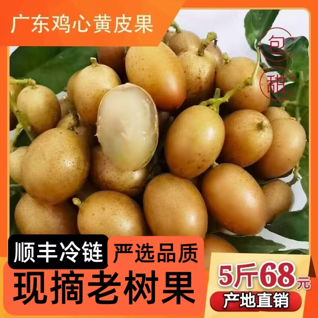 广东肇庆现摘无核冰糖甜黄皮果