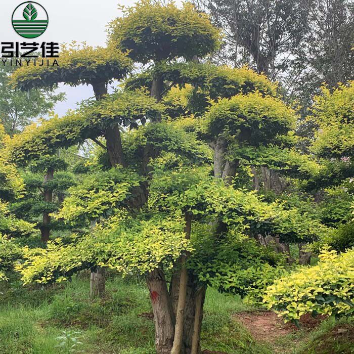 造型树龙柏小叶女贞红花檵木特色造型树庭院绿化工程苗木