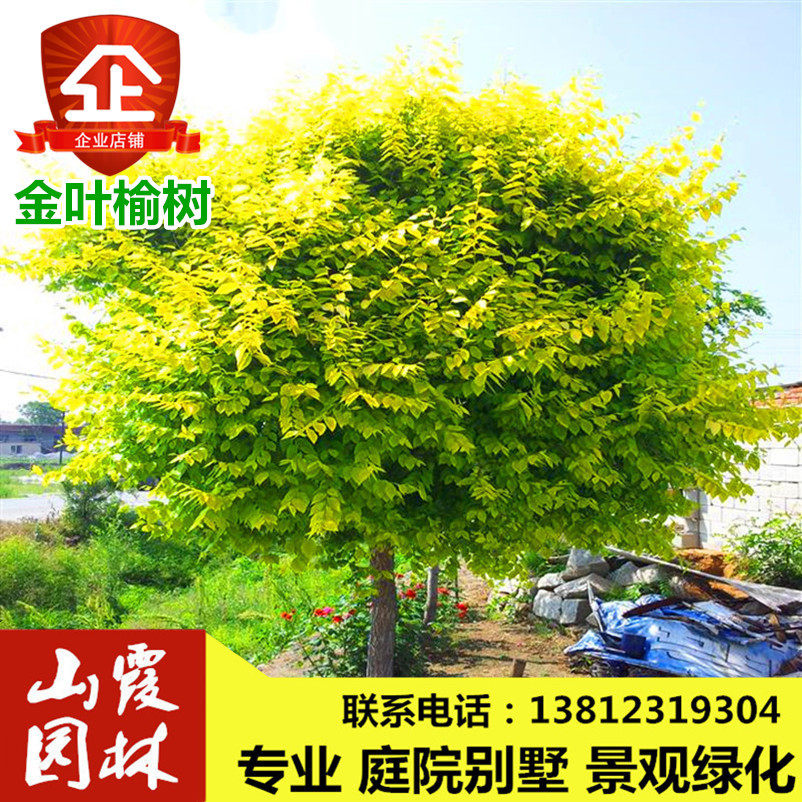 工程庭院绿化苗木金叶榆中华金叶榆速生榆树苗榆树小苗 黄金榆苗