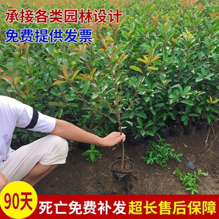 红叶石楠小苗高杆冬青室外庭院小叶瓜子黄杨女贞毛杜鹃花海桐树苗