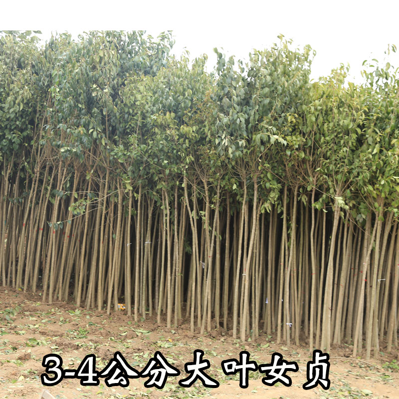 大叶女贞树苗女贞树苗大叶绿化常绿造型高杆庭院地栽四季常青耐寒