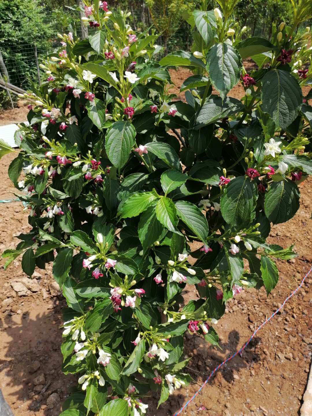 五彩锦带庭院绿化树耐寒红王子锦带花苗植物槿带花苗花卉