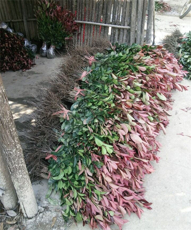 促销红叶石楠小苗石楠球 红叶石兰 树苗高杆红叶石楠树