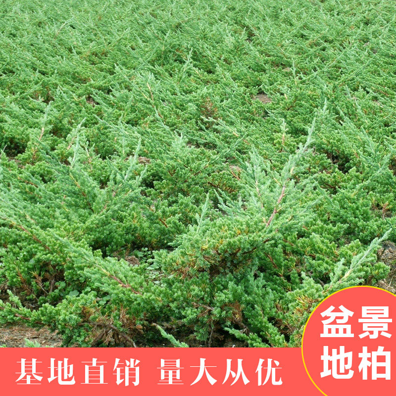 地被植物地柏苗铺地柏爬地柏地柏盆景苗四季常青 微型盆景苗