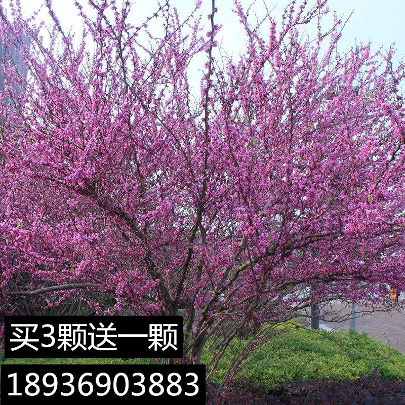 紫荆花树苗满条红紫珠四季室外庭院开花耐寒绿化工程苗南北方种植
