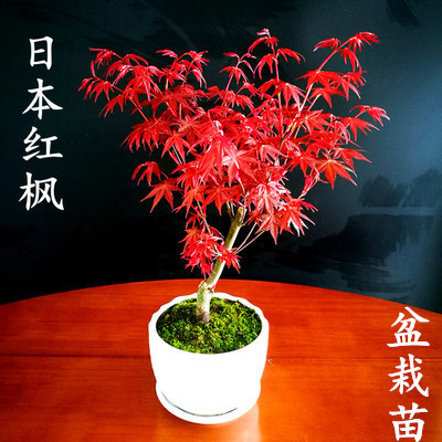 红枫苗盆栽日本红舞姬红枫三季红 黄金枫盆栽苗 微型盆景红枫树桩