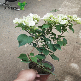 三角梅绿茵当年开花四季开花卉带花发货春夏秋都是带花的好养植物