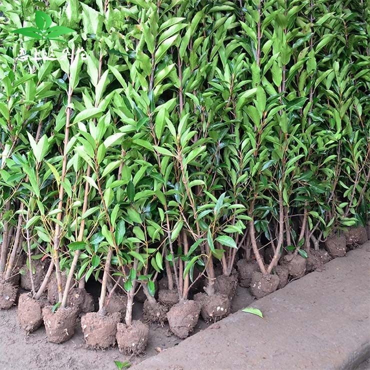 庭院绿化植物冬青珊瑚苗法国冬青苗四季常青围墙树苗篱笆苗常绿