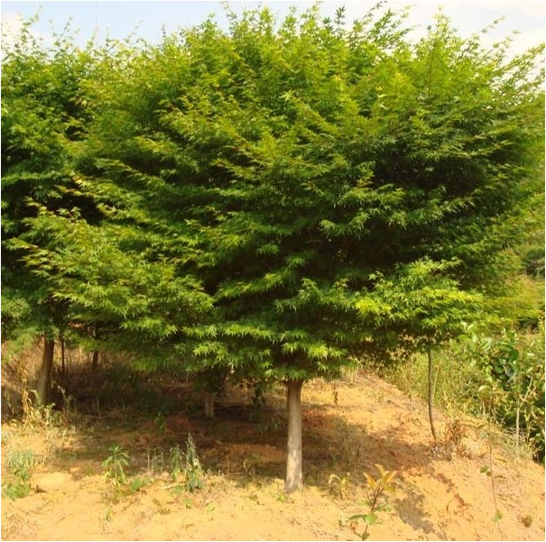 青枫树苗青枫小苗鸡爪槭树苗青枫苗红枫嫁接砧木绿化苗木庭院植物