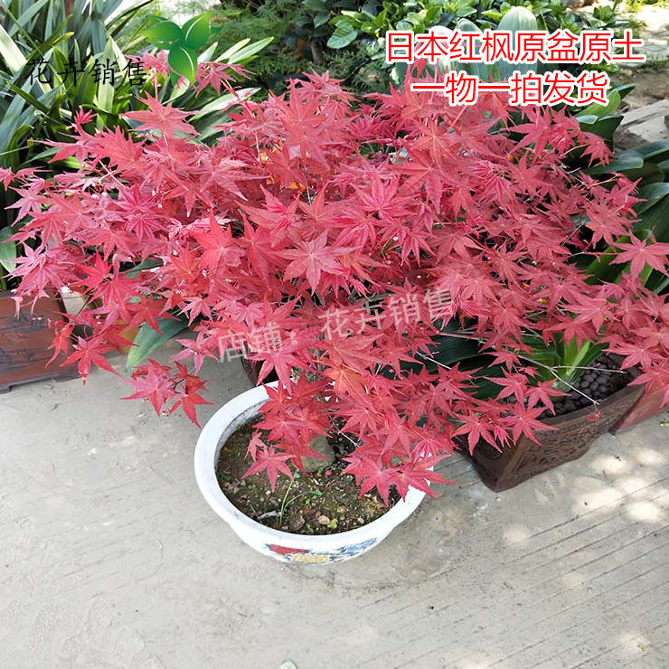 日本红枫红枫盆景造型盆景红舞姬盆景一物一拍包品种带土发货包邮