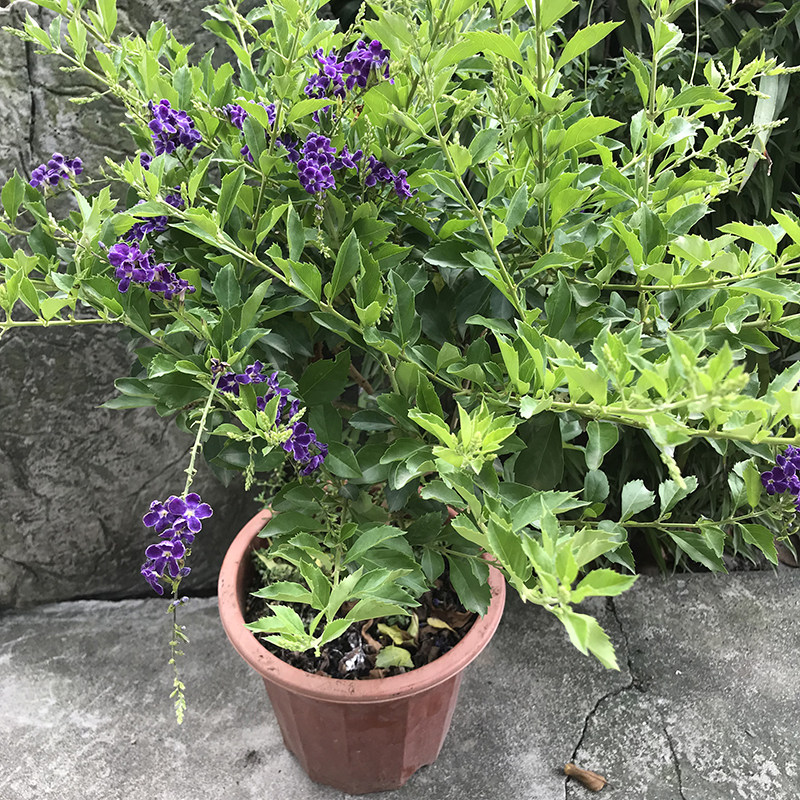 香水连翘盆栽花卉阳台庭院开花植物四季假连翘花苗蓝精灵绿植盆景