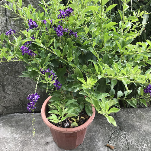 香水连翘盆栽花卉阳台庭院开花植物四季假连翘花苗蓝精灵绿植盆景