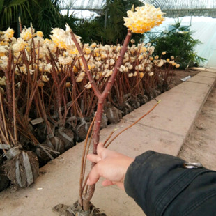 结香花苗金腰带结香花苗子软皮喜花打结花梦冬花吉祥植物爱情树