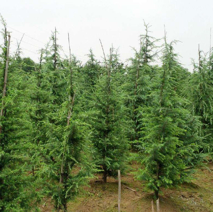 园林绿化苗木圣诞树苗雪松树苗雪松苗南京雪松树四季常青行道树苗