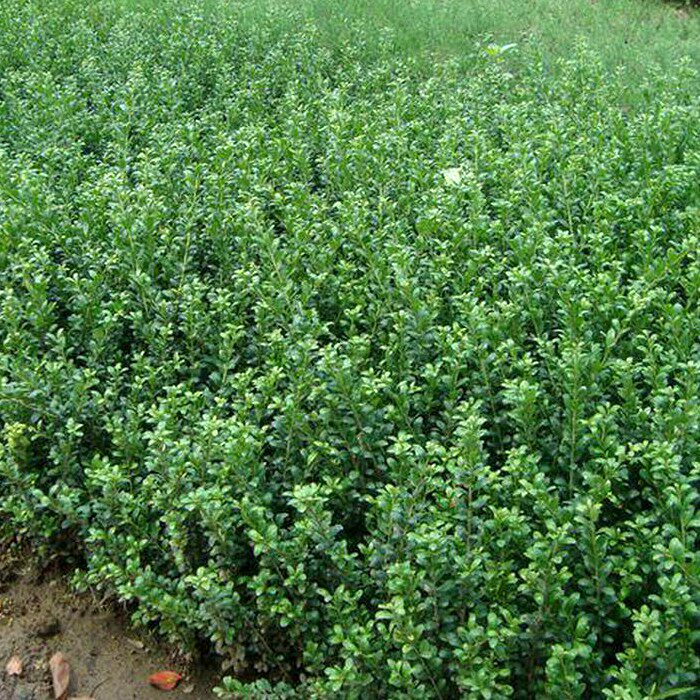 龟甲冬青苗庭院绿篱树苗盆栽豆瓣冬青鬼背冬青龟甲冬青苗四季常青