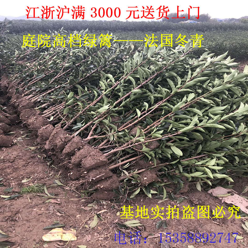 树苗篱笆围墙法国冬青