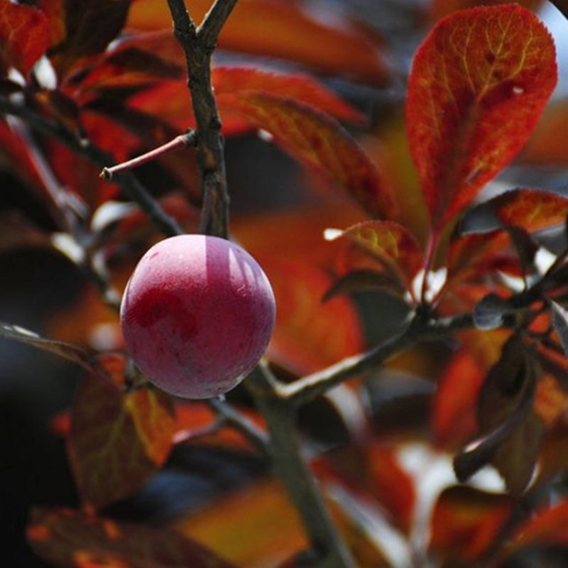 正宗绿化紫叶李树苗子树苗红叶李子树苗木绿化工程苗木紫叶李树苗