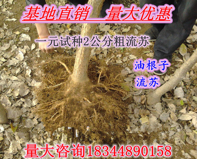 流苏树苗油根子桂花庭院小苗种植