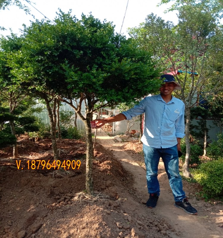 黄杨树苗黄杨球独杆黄杨庭院四季青植物高杆黄杨盆景素材瓜子黄杨