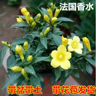 冬季 爬藤植物耐寒黄茉莉 带花苞绿植盆栽法国香水茉莉花苗飘香藤