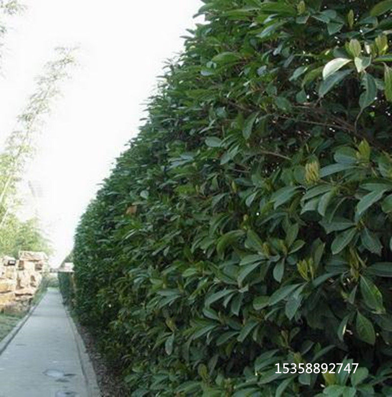 法国冬青庭院绿篱树苗珊瑚绿篱树苗冬青苗围墙树绿化珊瑚篱笆树