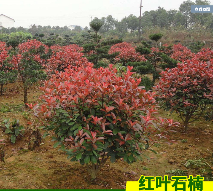 红叶石楠树苗四季庭院绿化苗木石楠球火焰红小苗红花继木球形盆栽
