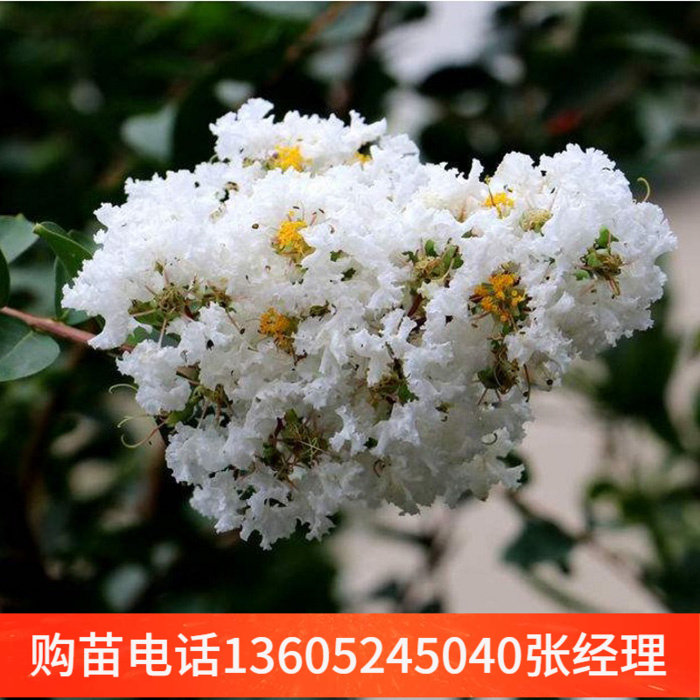 紫薇树苗紫薇苗小苗白花百日红