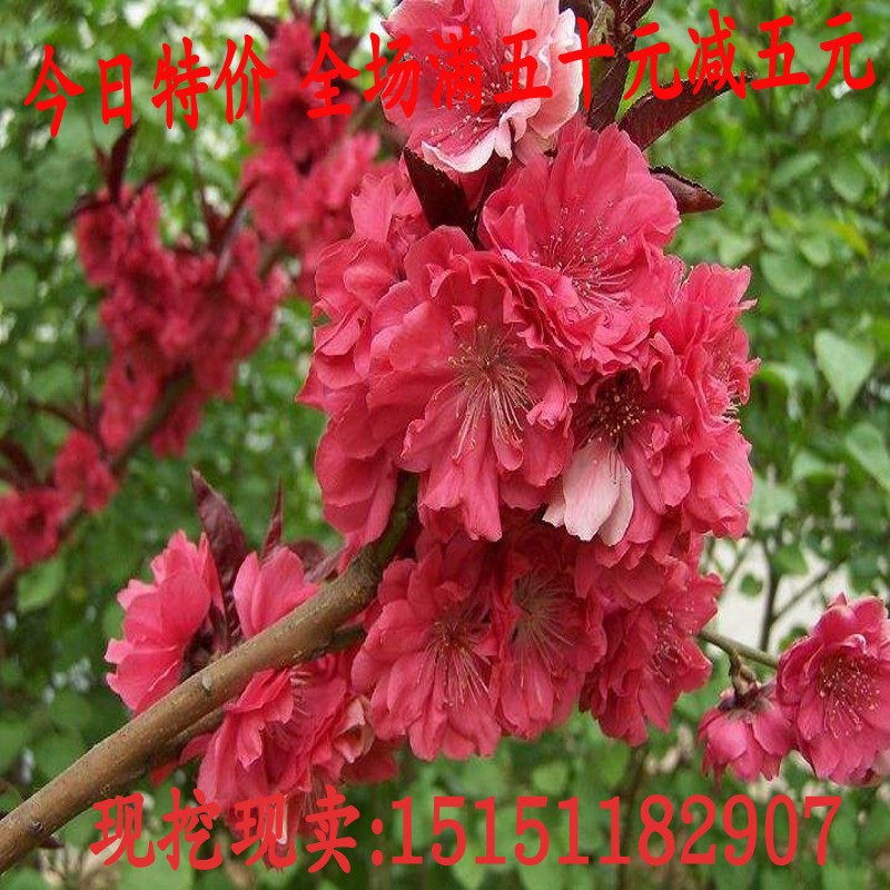 紫叶桃树苗庭院盆栽地栽红叶碧桃园林绿化树苗南北方种植当年开花