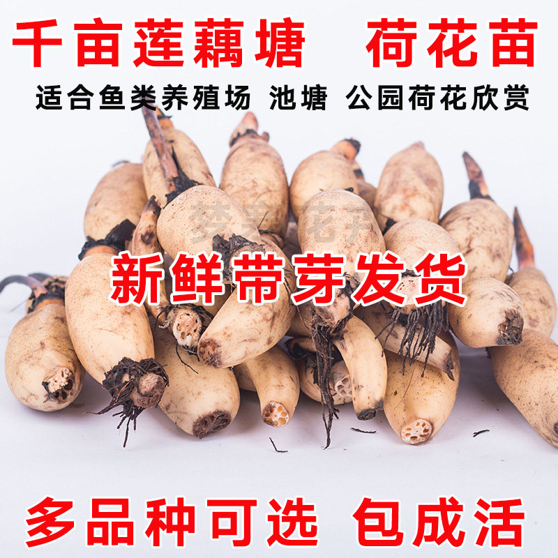 大型观赏水培荷花苗盆栽池塘莲藕苗水生植物莲花藕块美观花卉包邮