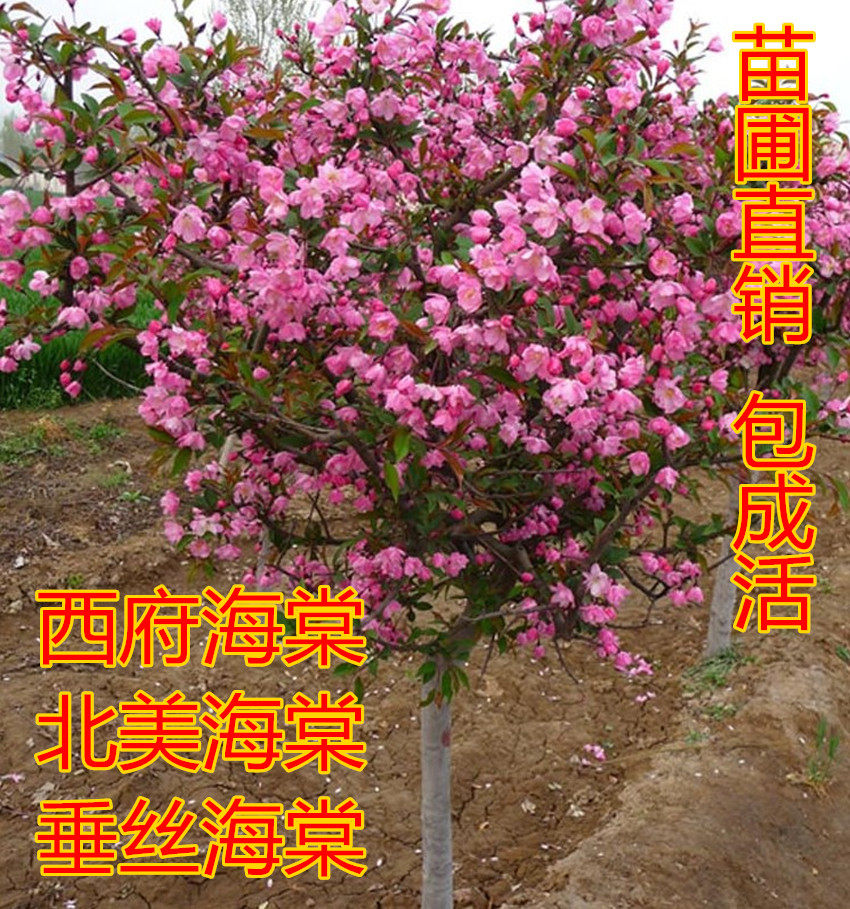 西府海棠树苗垂丝海棠北美海棠南北方庭院工程行道绿化苗当年开花