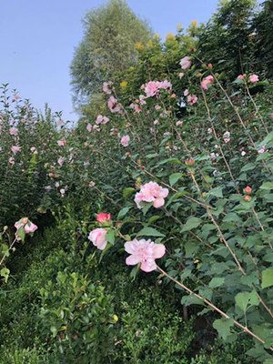 淡粉重瓣木槿花 庭院室外地栽阳台盆栽耐寒木本花卉植物 木槿花苗