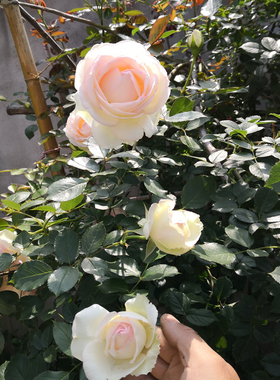 欧洲月季花 帕特奥斯汀 强香橙色玫瑰阳台盆栽花卉植物强茶香味