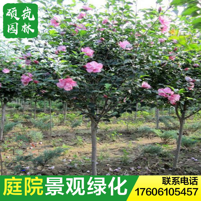 绿化花卉苗木重瓣扶桑花木槿花苗庭院篱笆植物盆栽木菊花工程苗