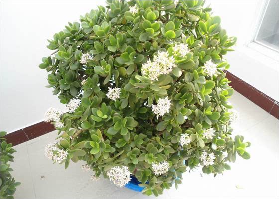 盆栽花卉 玉树 又名燕子掌 金枝玉叶 大玉树 花木盆景盆栽