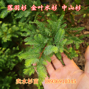 10棵 绿化水杉苗 落羽杉苗 水杉小苗庭院道路河边农田中山杉树苗