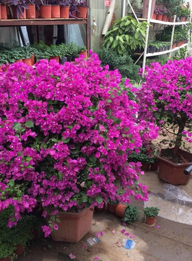 三角梅盆栽三角梅花苗勒杜鹃树苗叶子花紫色三角梅球型盆栽带花发