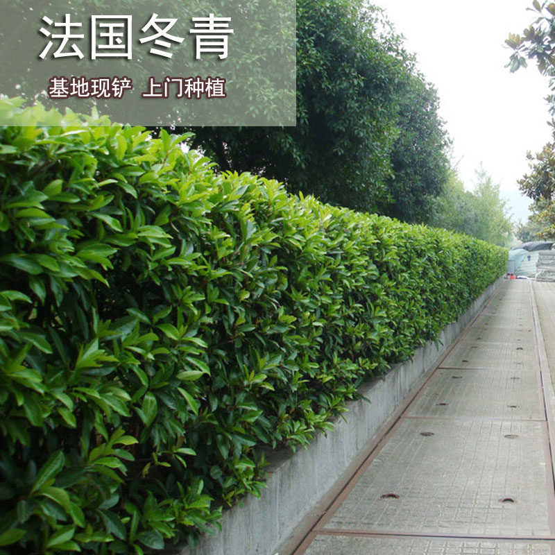 法国冬青苗 法国冬青树苗 青珊瑚法青树苗庭院围墙篱笆绿化工程苗