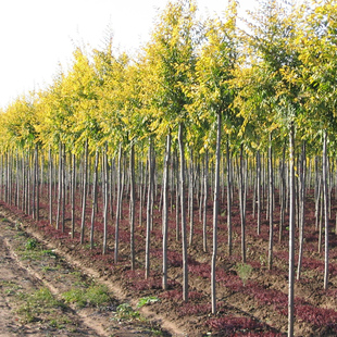 榆树苗 金叶榆树苗 中华金叶榆 速生金叶榆行道树庭院工程绿化苗