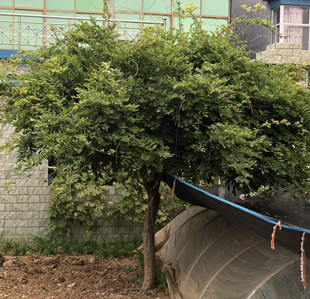 紫藤树苗庭院攀援植物屋顶花园围墙爬藤植物朱藤萝百年大紫藤花苗