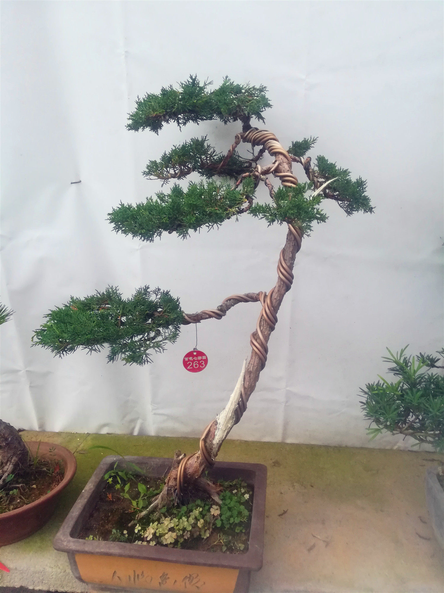 济州真柏盆景   造型济州针柏