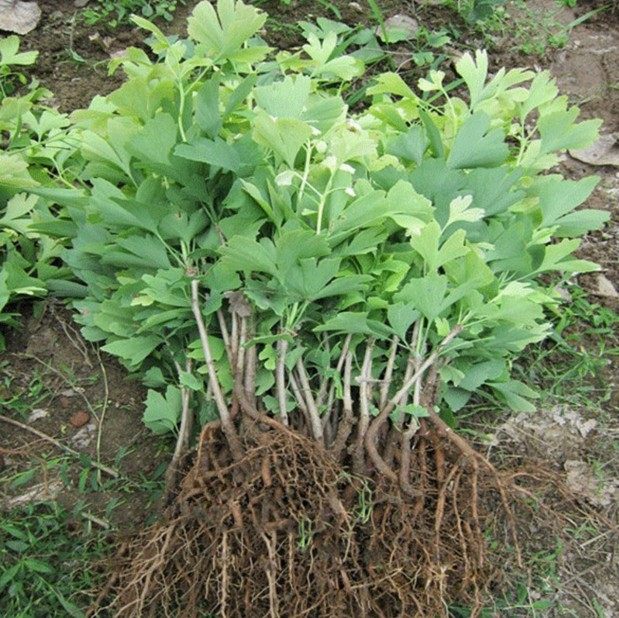 嫁接银杏树苗占地绿化苗白果小苗当年结果好养易活金叶银杏树小苗