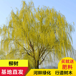柳树垂柳树苗庭院绿化道路行道树金丝垂柳苗黄金柳树苗杨柳小苗