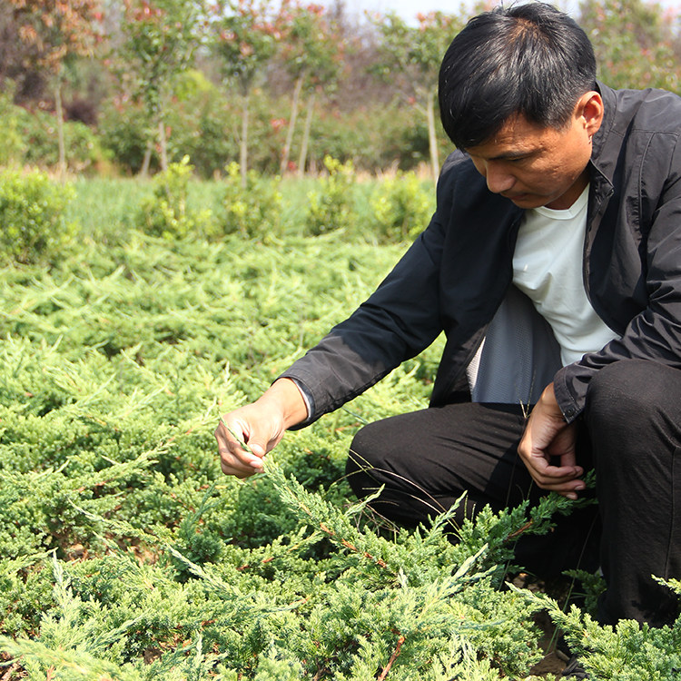 直销地柏苗树桩 地柏树苗盆景 地柏盆景盆栽树铺地柏小苗沙地柏苗