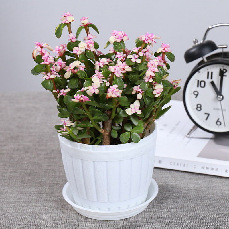 金枝玉叶盆栽植物室内花卉观花植物绿植四季常青雅乐之舞多肉植物