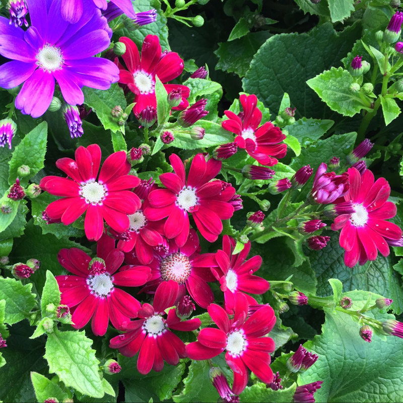 带新款不想爬树蓝色花小苗瓜叶苗冬季室内阳台花卉富贵菊花盆栽