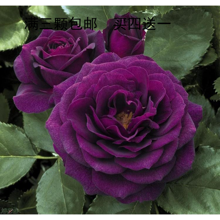 欧月浓香海潮之声月季花浓香型多头灌木丰花月季花勤花易养玫瑰