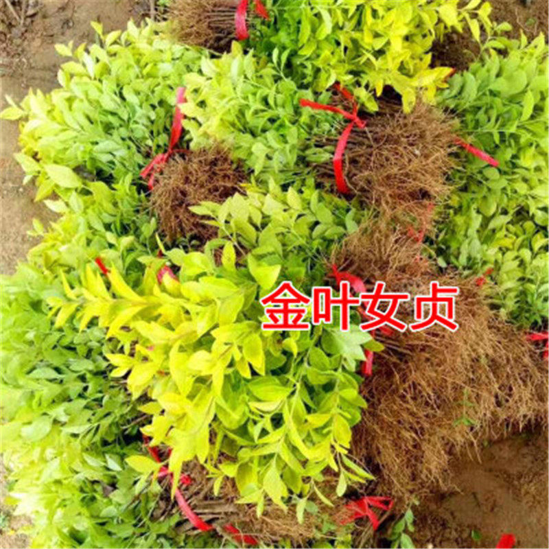 庭院绿化植物黄叶女贞苗金叶女贞苗绿化苗木黄金叶小苗园林绿化苗