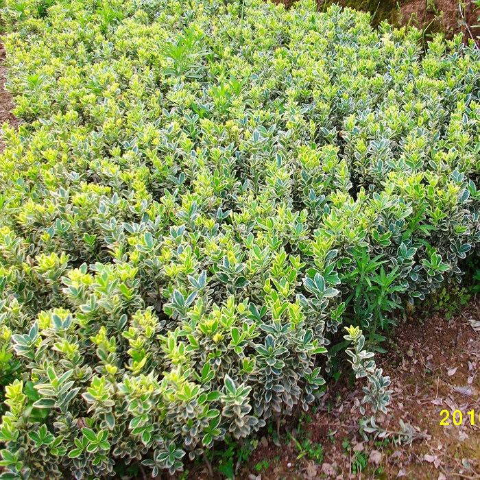 园林绿化苗木庭院植物花卉金边黄杨苗花叶冬青苗彩色花卉四季长青