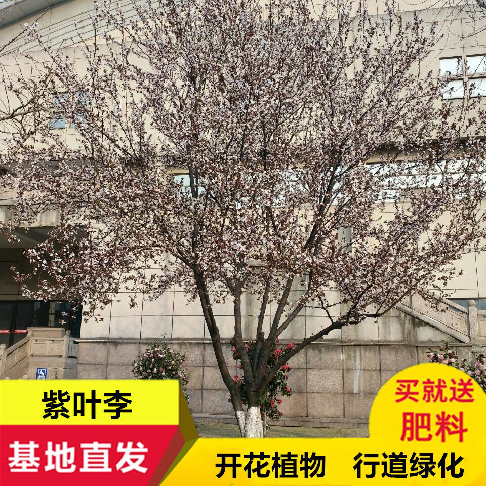 庭院绿化植物速生紫叶李紫叶稠李树苗庭院植物当年结果红叶李树苗
